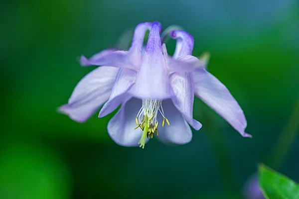 Zbliżenie: niebieski Aquilegia - columbine kwitnienie — Zdjęcie stockowe