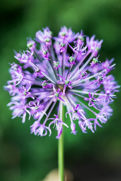 Kvetoucí fialové okrasné cibule Allium rozostřeného pozadí Garden. — Stock fotografie