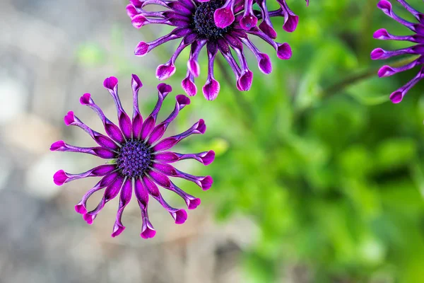 Marguerite africaine violette ou fleur d'ostéosperme sur fond vert naturel — Photo