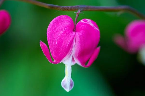 Kwitnące kwiaty różowy serce krwawi - serduszka spectabils — Zdjęcie stockowe