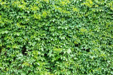 Yeşil sarmaşık kapalı duvar arka plan görüntüsü olarak