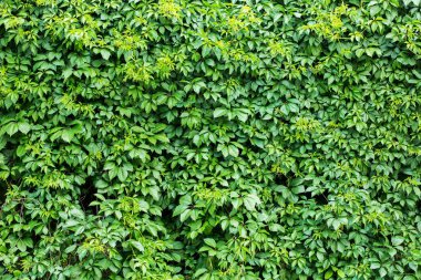 Yeşil sarmaşık kapalı duvar arka plan görüntüsü olarak