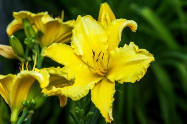 güneşli bir günde daylily Hemerocallis portre sarı