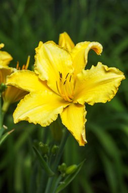 güneşli bir günde daylily Hemerocallis portre sarı