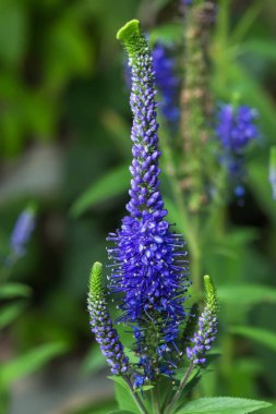 Mor Loosestrife Lythrum salicaria.
