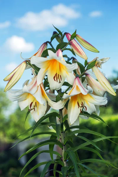 Lys blanc Hemerocallis gros plan dans la journée ensoleillée — Photo