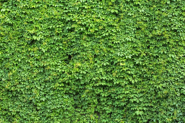 Зеленая стена из плюща как фоновое изображение — стоковое фото