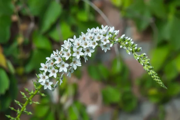 Lisimachia barystachys w Gerden — Zdjęcie stockowe