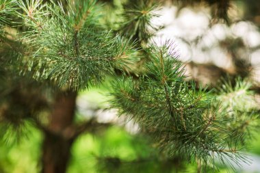 Konilerle çam dalı. Close