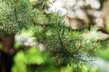 Konilerle çam dalı. Close