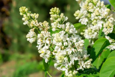 Çiçek açan beyaz leylak dalı