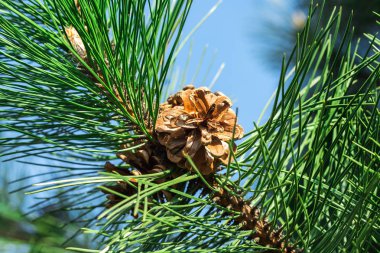 Çam Kozalağı ve Dallar