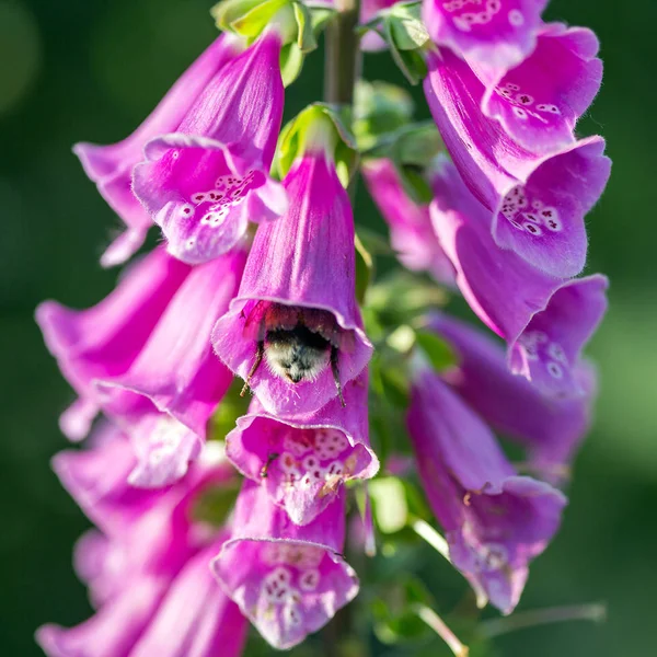 Digitalis purpurea květiny. Digitální. Náprstník červený — Stock fotografie