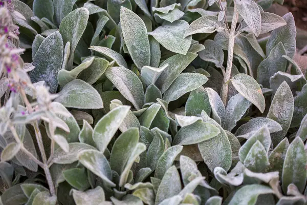 Leaves of Stachys byzantina, Lamiaceae woolly hedgenettle botanical garden — Stock Photo, Image