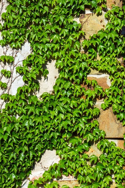 Hiedra en una pared de piedra —  Fotos de Stock