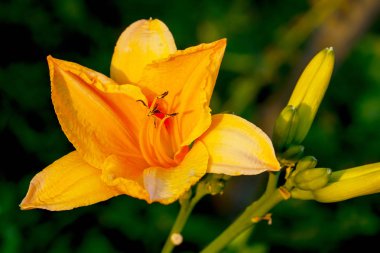 Güzel turuncu gün-lily bahçede çiçek açan