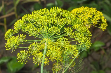 Yellow flowers of dill Anethum graveolens clipart