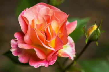 Bahçede yetişen turuncu güzel gül.