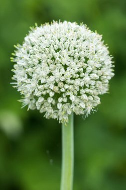 Doğa arka plan ile çiçeklenme soğan çiçek