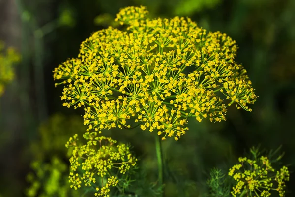 Żółte kwiaty koperek Anethum graveolens — Zdjęcie stockowe