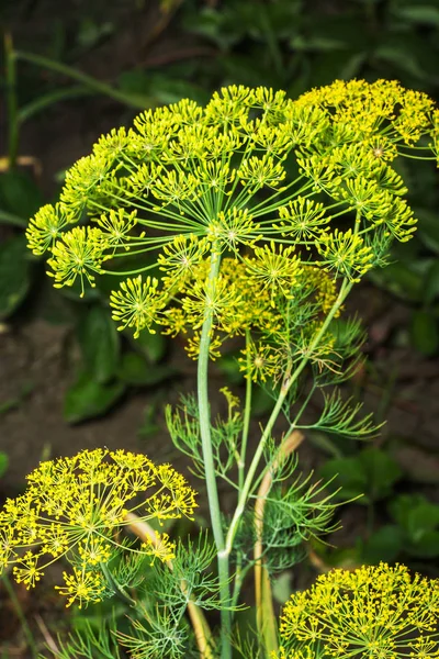 Flores amarelas de endro Anethum graveolens — Fotografia de Stock