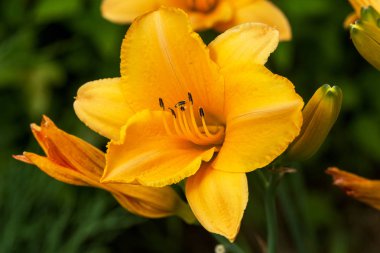 Güzel turuncu gün-lily bahçede çiçek açan