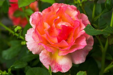 Bahçede yetişen turuncu güzel gül.