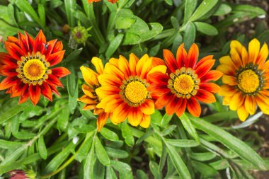 Gazania renkli sarı ve kırmızı çiçekler