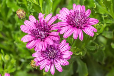 osteospermum bahçede çiçeklenme