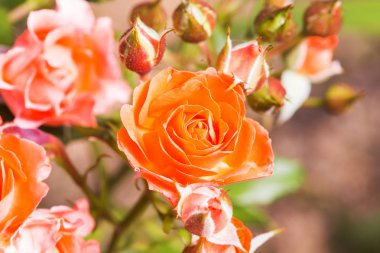 Bahçede yetişen turuncu güzel gül.