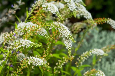 Gerden yakın çekim Lysimachia barystachys