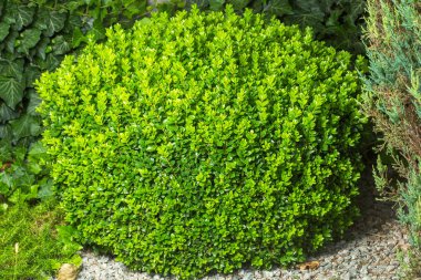 Şimşir yaprak veya Avrupa kutusu veya Şimşir taşlarla