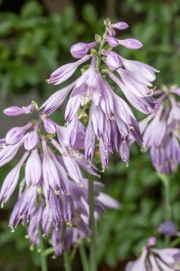 Yaz aylarında Blooming Hosta