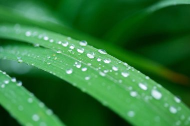 Su damlaları yeşil çimlerin üzerine