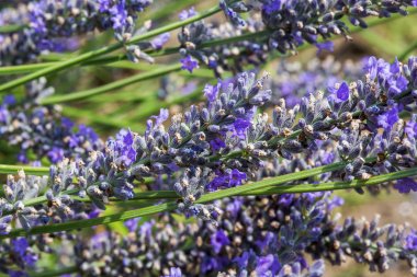 Yukarı lavanta lavanta sahada kapatın.