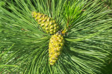 Yeşil süper daldan asılı