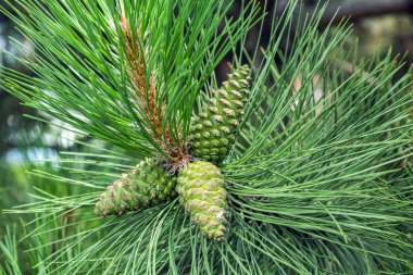 Green pinecone hanging from the branch clipart