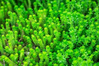 İğne yapraklı ağaç - Araucaria arka plan yeşil dalları