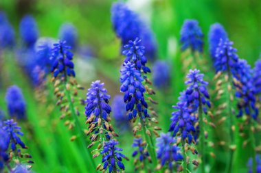 Parlak üzüm sümbül - Muscari armeniacum