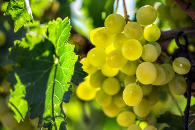 Yeşil asma ile bulanık bağ arka plan asılı beyaz üzüm