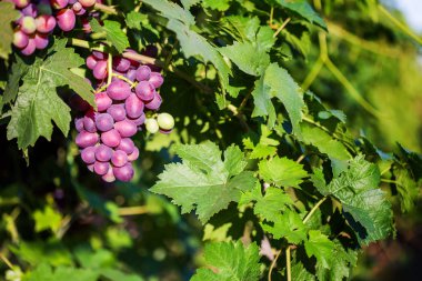 Güneş altında bir asma üzerinde kırmızı üzüm demet.