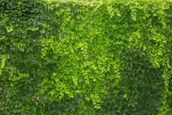 Зеленый живой забор из листьев плюща — стоковое фото