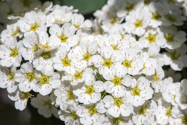 Spirée blanche fleurs sur Bush au printemps — Photo