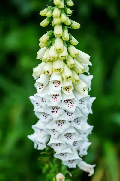 Naparstnica białe kwiaty cyfrowy naparstnica — Zdjęcie stockowe