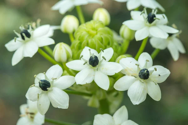 Snědek chocholičnatý, Star-of-Bethlehem — Stock fotografie