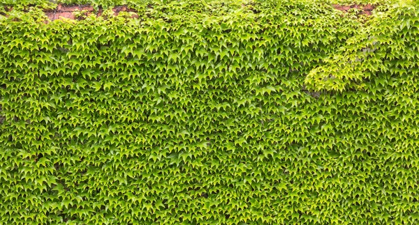 Blätter von Efeu bedecken die Wand — Stockfoto