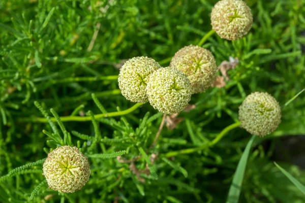 Цветы Santolina rosmarinifolia — стоковое фото