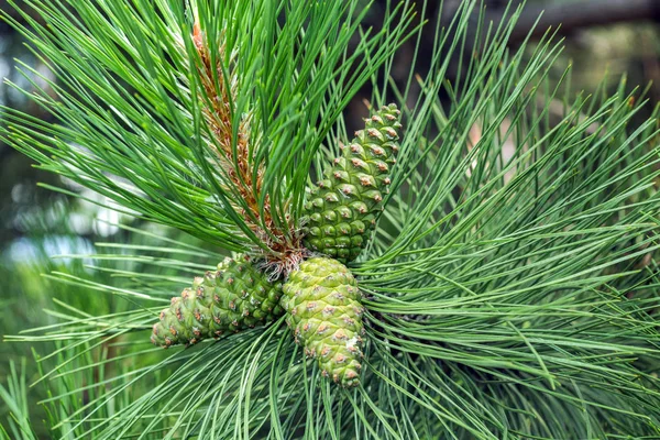 Groene pinecone opknoping van de tak — Stockfoto