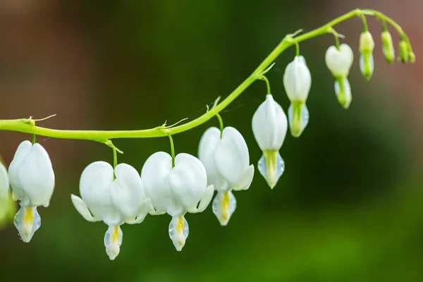 Kwitnące kwiaty białe serce krwawi - serduszka spectabils, — Zdjęcie stockowe