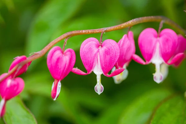 Fioritura rosa sanguinamento fiori del cuore - Dicentra spectabils , — Foto Stock